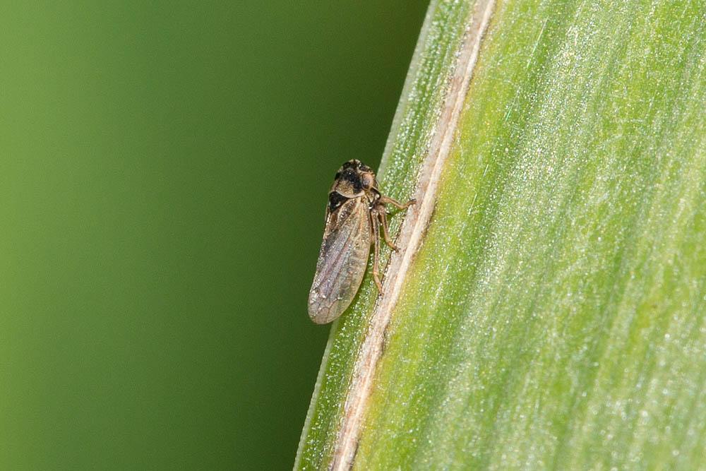 Megophthalmus