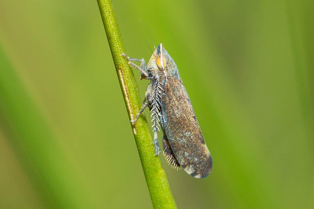  Fieberiella florii (Stål, 1864)