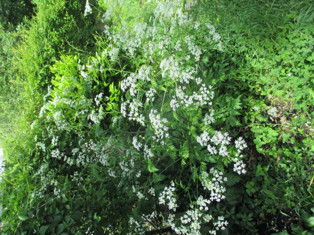 Cerfeuil des bois, Persil des bois Anthriscus sylvestris (L.) Hoffm., 1814