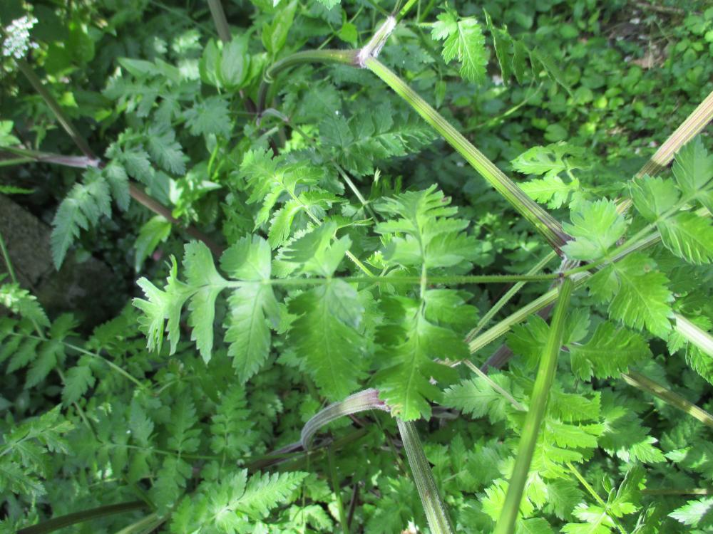 Cerfeuil des bois, Persil des bois Anthriscus sylvestris (L.) Hoffm., 1814