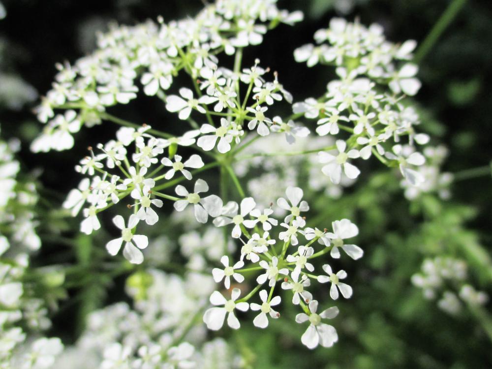 Cerfeuil des bois, Persil des bois Anthriscus sylvestris (L.) Hoffm., 1814