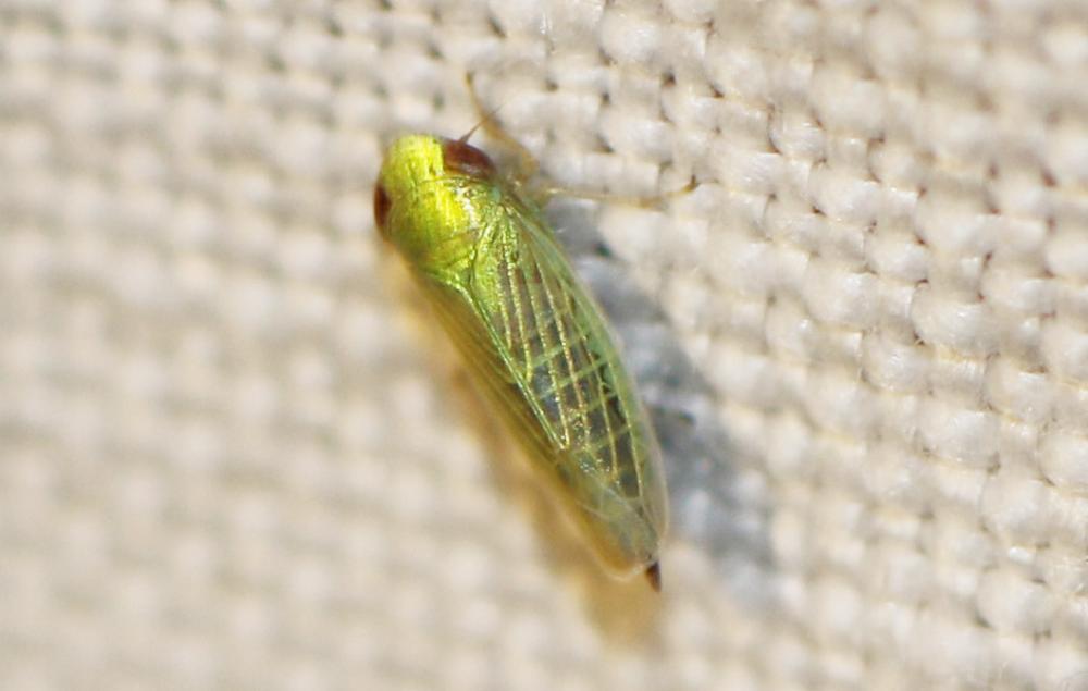  Aconurella prolixa (Lethierry, 1885)