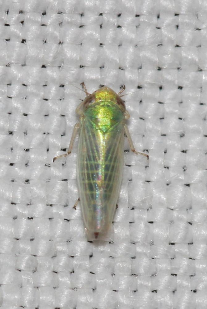 Aconurella prolixa (Lethierry, 1885)