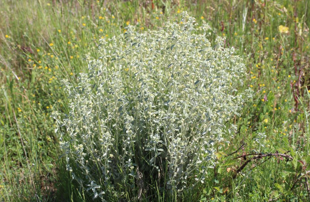 Mercuriale tomenteuse Mercurialis tomentosa L., 1753