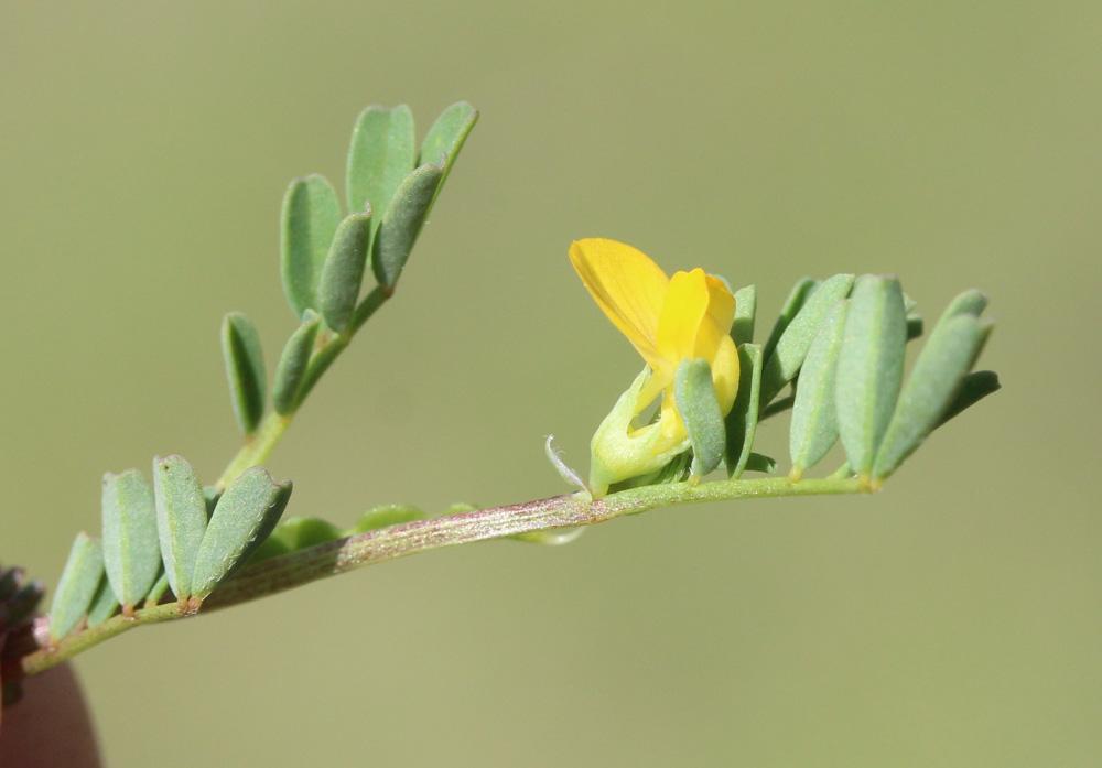 Hippocrépide à deux fleurs Hippocrepis biflora Spreng., 1815