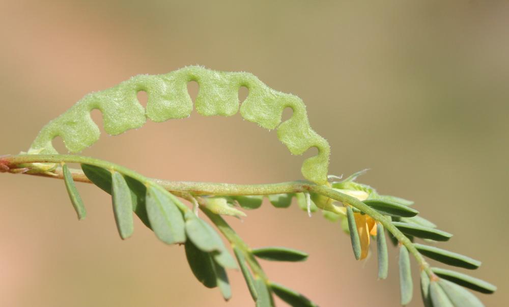 Hippocrépide à deux fleurs Hippocrepis biflora Spreng., 1815