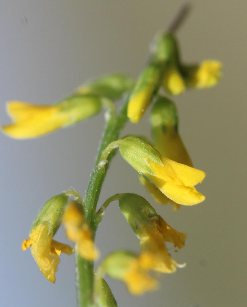 Mélilot sillonné Trigonella sulcata (Desf.) Coulot & Rabaute, 2013