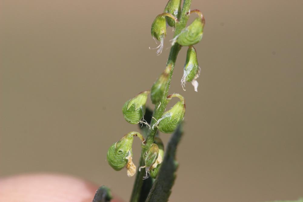 Mélilot sillonné Trigonella sulcata (Desf.) Coulot & Rabaute, 2013
