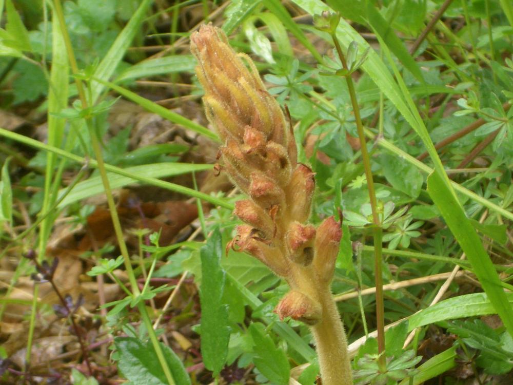 Orobanche L., 1753