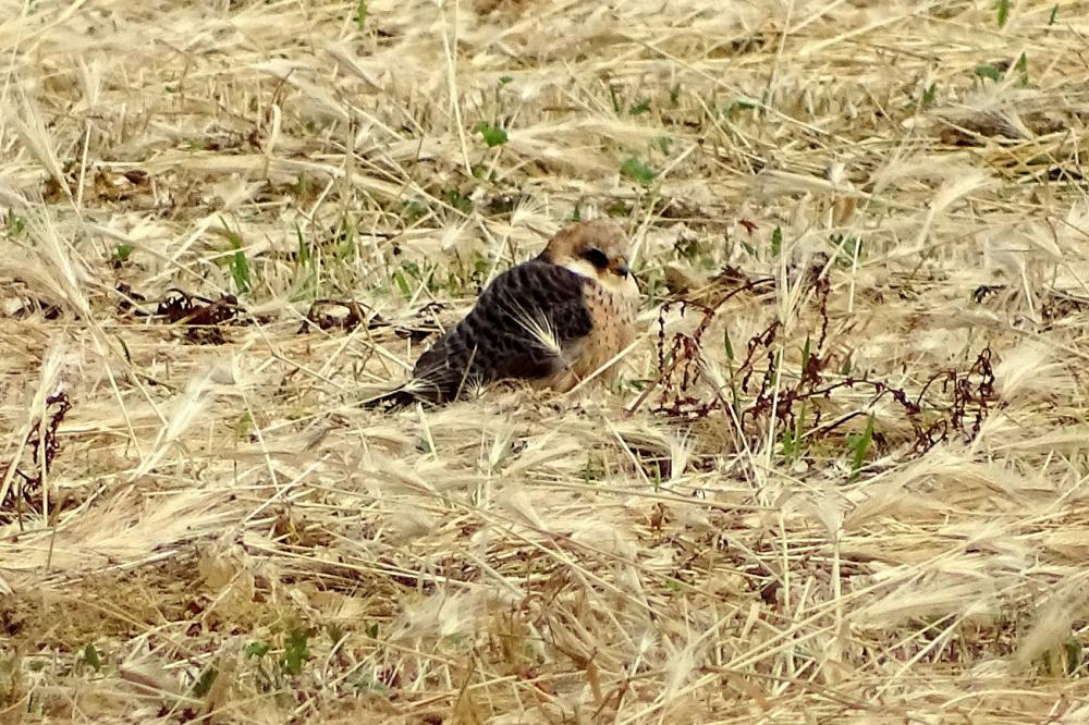 Faucon kobez Falco vespertinus Linnaeus, 1766