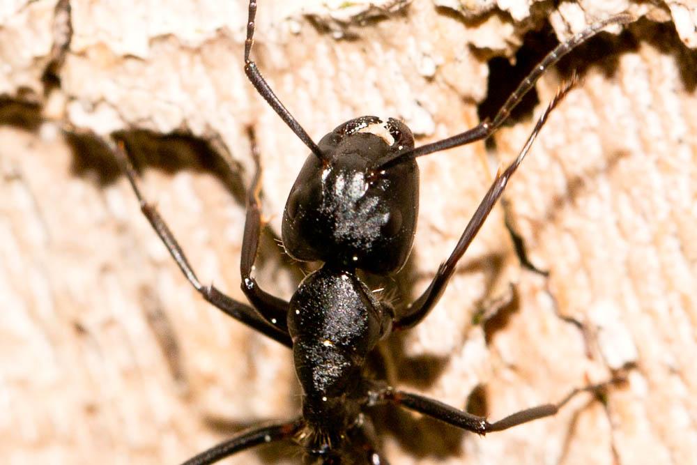Camponotus vagus (Scopoli, 1763)