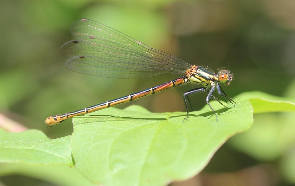 Petite nymphe au corps de feu (La) Pyrrhosoma nymphula (Sulzer, 1776)