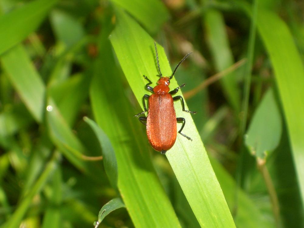 Cardinal à tête rouge Pyrochroa serraticornis (Scopoli, 1763)
