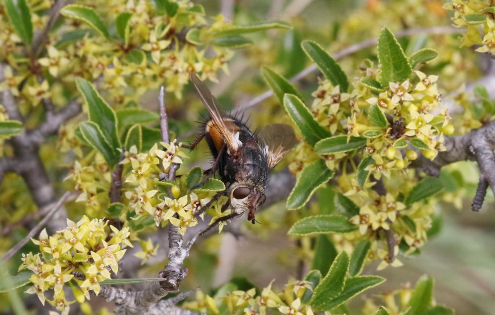 Tachina magnicornis (Zetterstedt, 1844)
