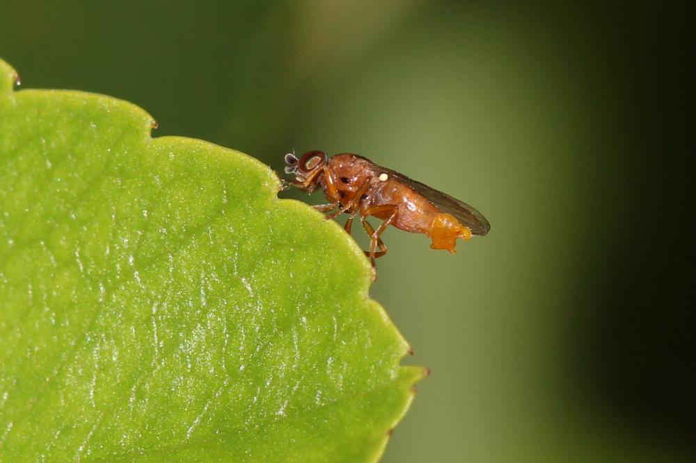  Thaumatomyia Zenker, 1833