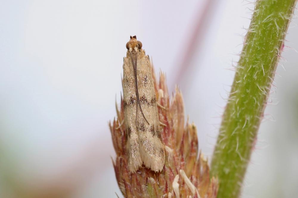 Homoeosoma sinuella (Fabricius, 1794)