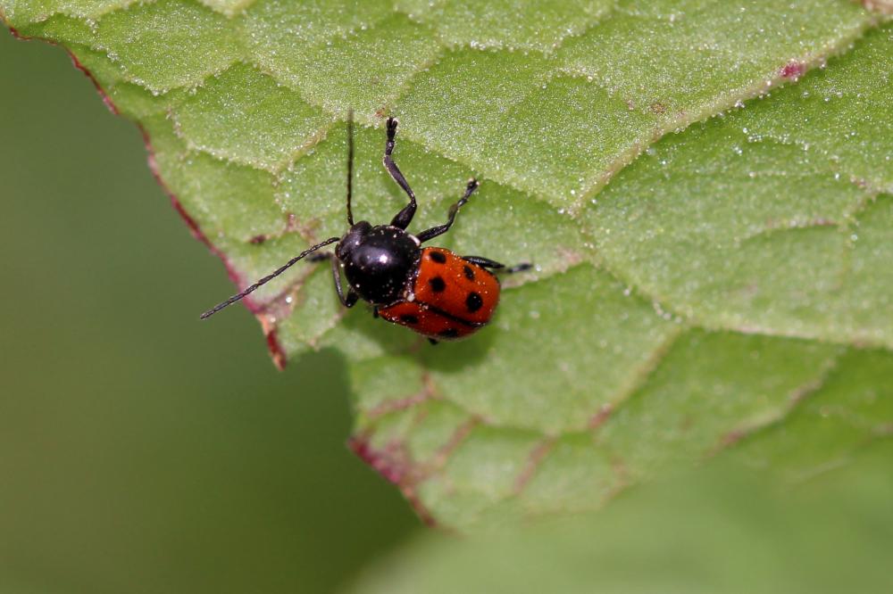 Cryptocephalus quadripunctatus Olivier, 1808