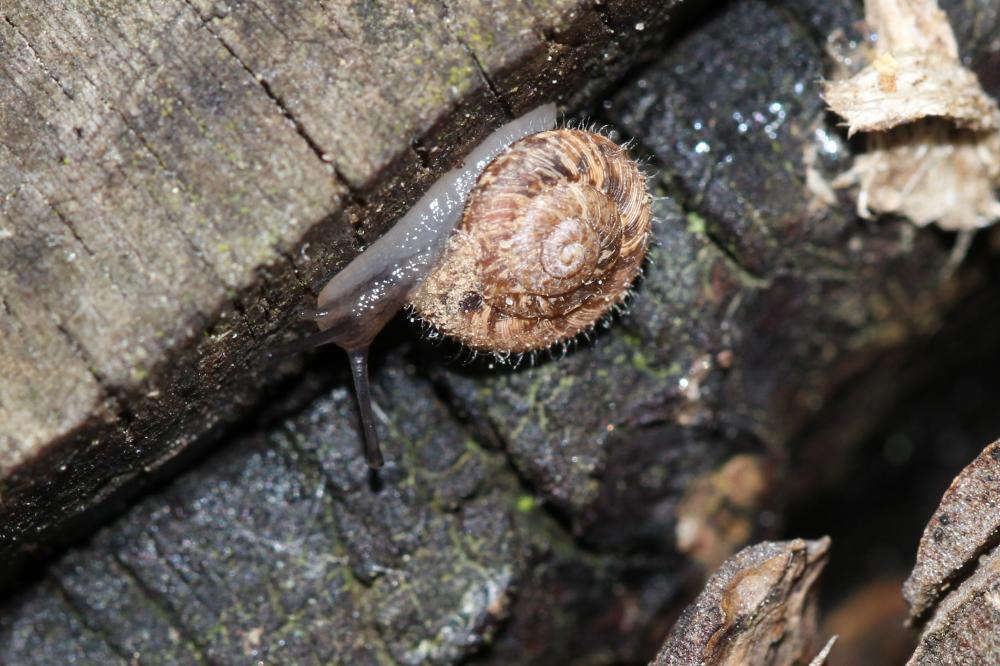 Hélicette veloutée Xerotricha conspurcata (Draparnaud, 1801)