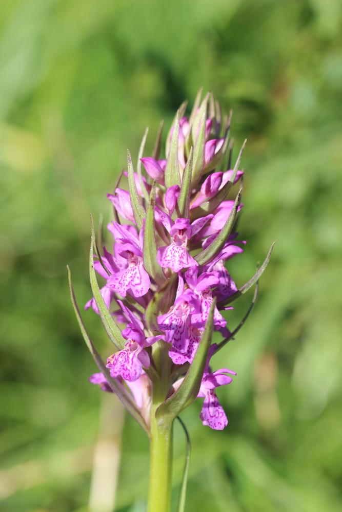 Orchis d'Occitanie, Orchis occitan Dactylorhiza occitanica Geniez, Melki, Pain & Soca, 1995