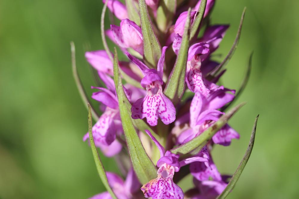 Orchis d'Occitanie, Orchis occitan Dactylorhiza occitanica Geniez, Melki, Pain & Soca, 1995