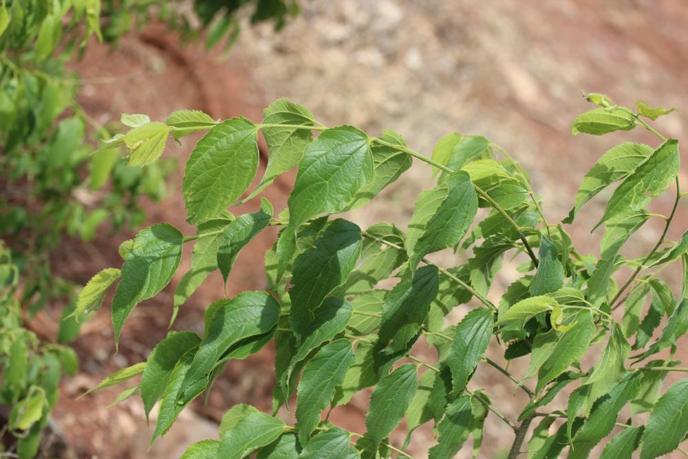 Micocoulier de provence, Falabreguier Celtis australis L., 1753