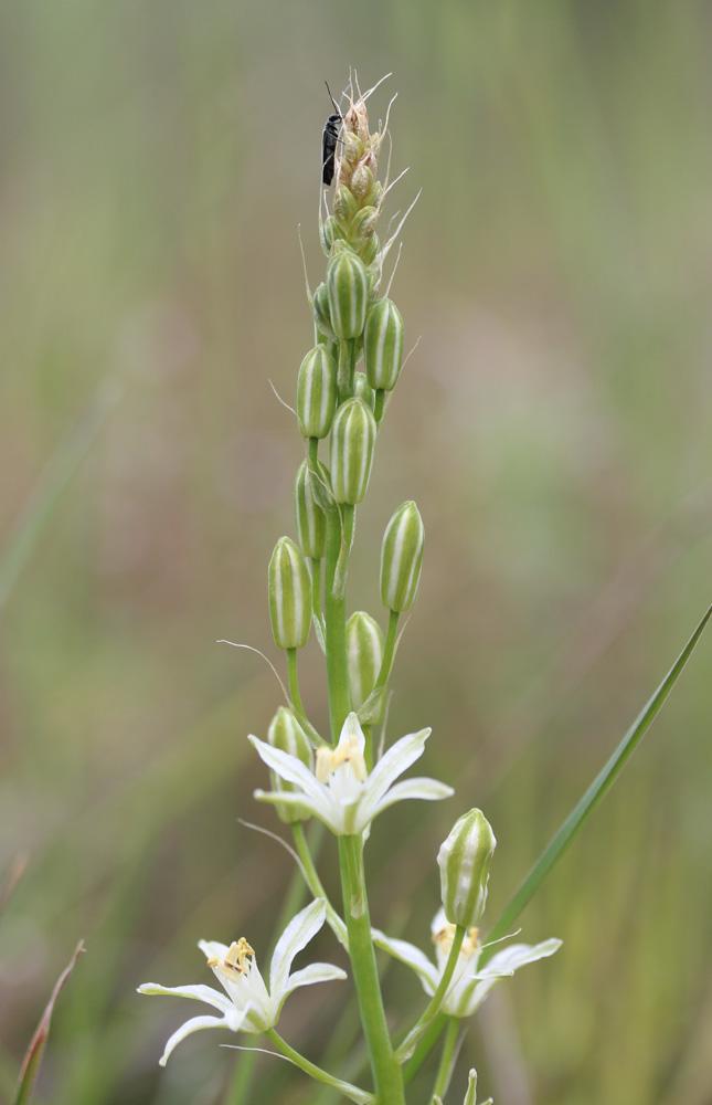 Ornithogale de Narbonne Loncomelos narbonense (L.) Raf., 1840