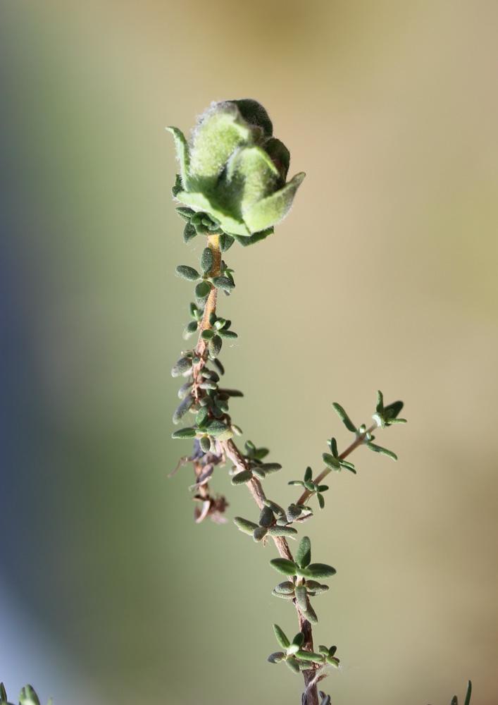  Aceria thomasi (Nalepa, 1889)