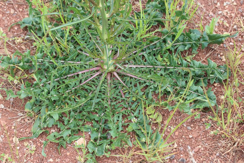 Chicorée amère, Barbe-de-capucin Cichorium intybus L., 1753