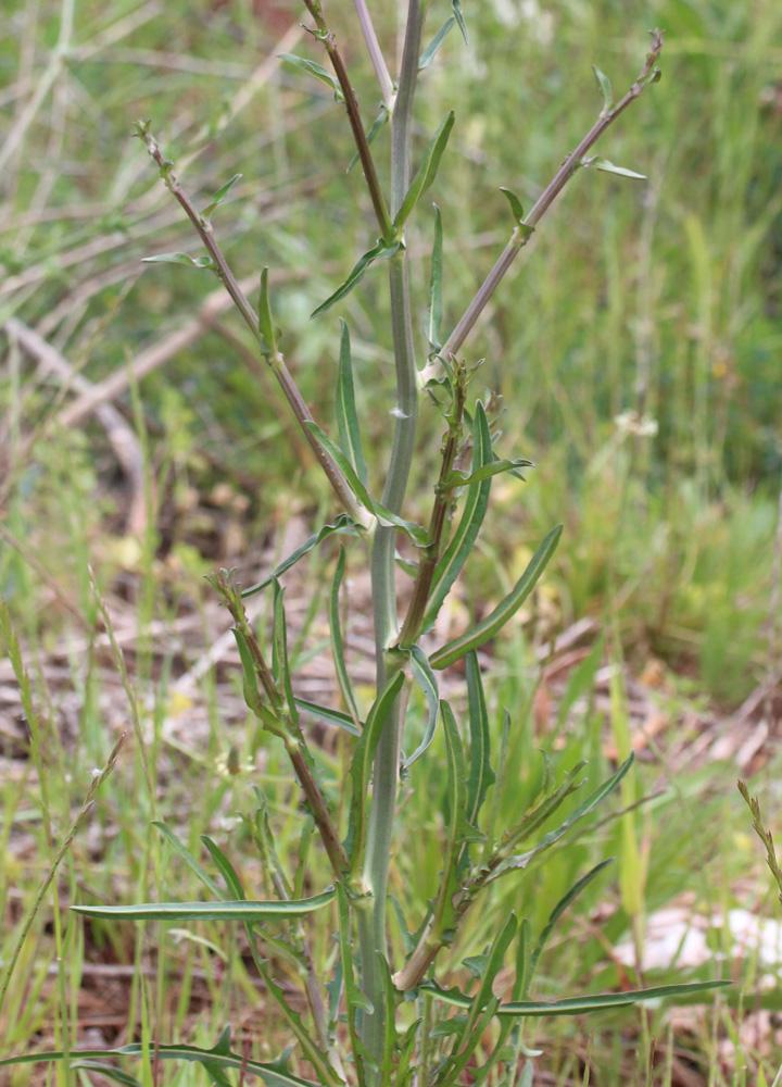 Chicorée amère, Barbe-de-capucin Cichorium intybus L., 1753