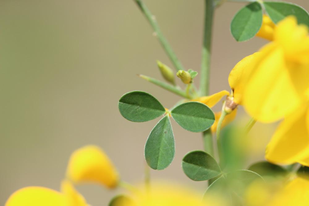 Cytise épineux Cytisus spinosus (L.) Bubani, 1899