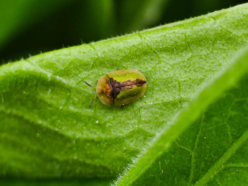  Cassida vibex Linnaeus, 1767