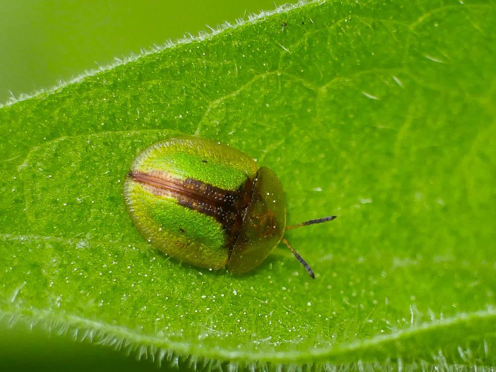  Cassida vibex Linnaeus, 1767