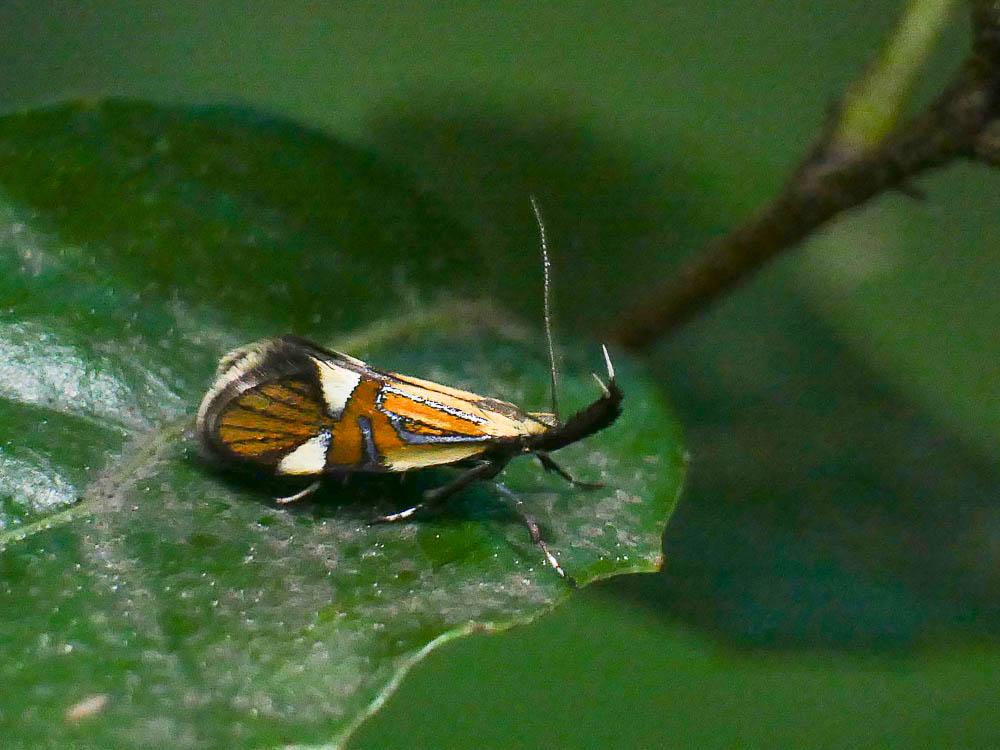 Alabonia geoffrella (Linnaeus, 1767)