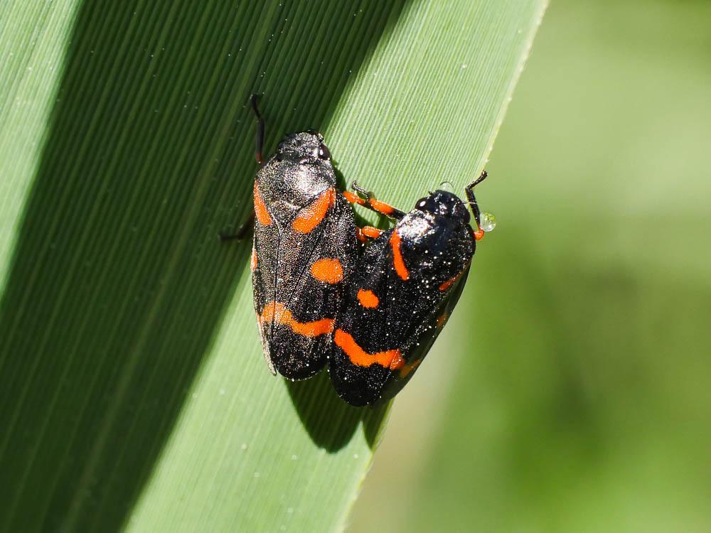 Cercopis intermedia Kirschbaum, 1868