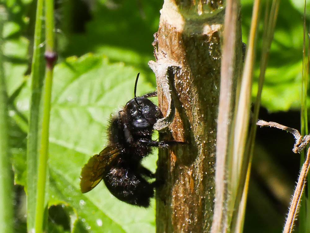 Xylocope irisé Xylocopa iris (Christ, 1791)