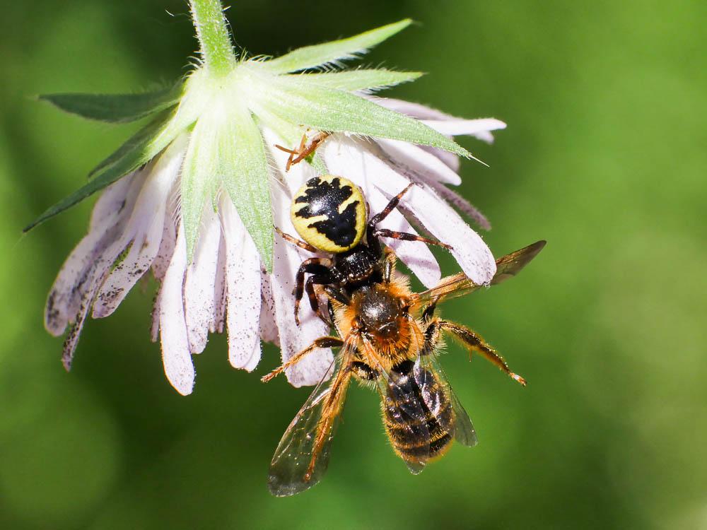 Thomise Napoléon Synema globosum (Fabricius, 1775)