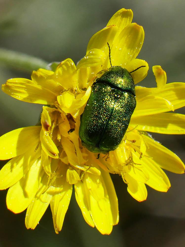  Cryptocephalus Geoffroy, 1762