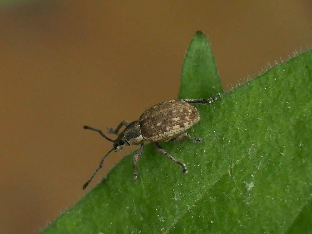 Charançons Curculionidae Latreille, 1802