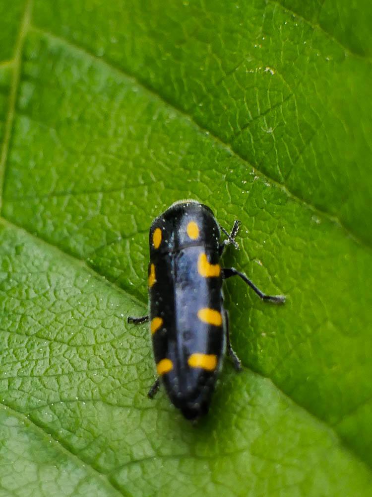  Ptosima undecimmaculata (Herbst, 1784)
