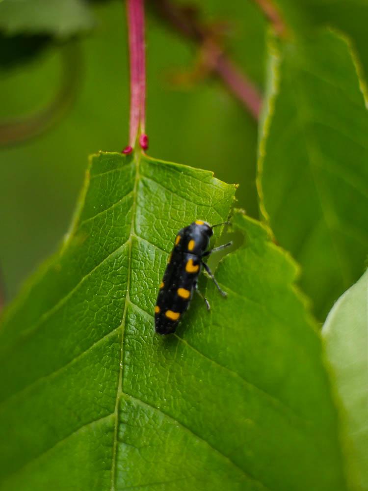  Ptosima undecimmaculata (Herbst, 1784)