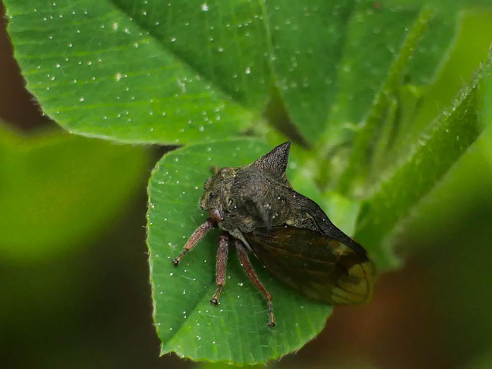 Demi-diable Centrotus cornutus (Linnaeus, 1758)