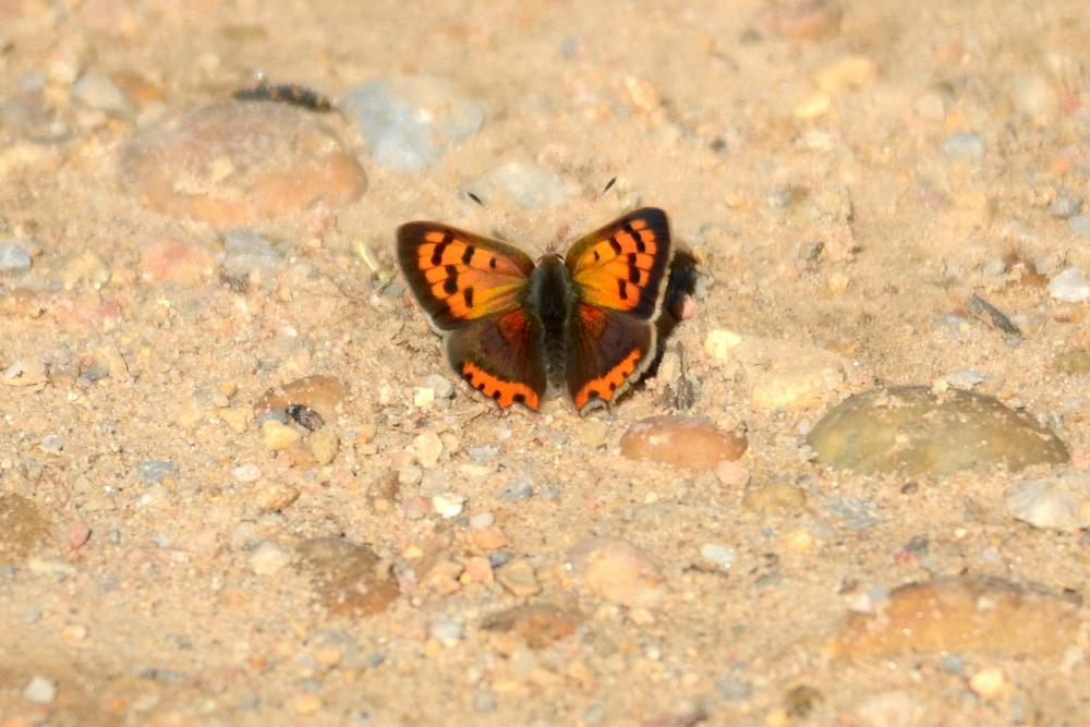 Le Cuivré commun (Le), Argus bronzé (L'), Bronzé (Le) Lycaena phlaeas (Linnaeus, 1760)