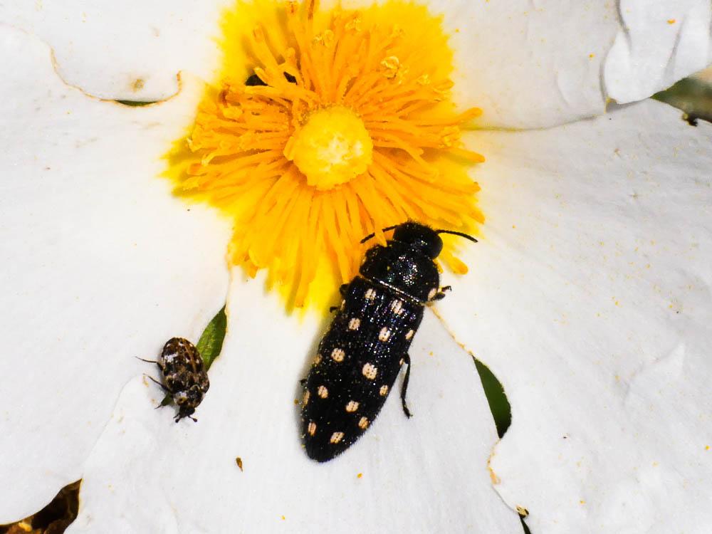  Acmaeodera degener (Scopoli, 1763)