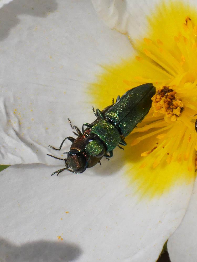 Bupreste hongrois Anthaxia hungarica (Scopoli, 1772)