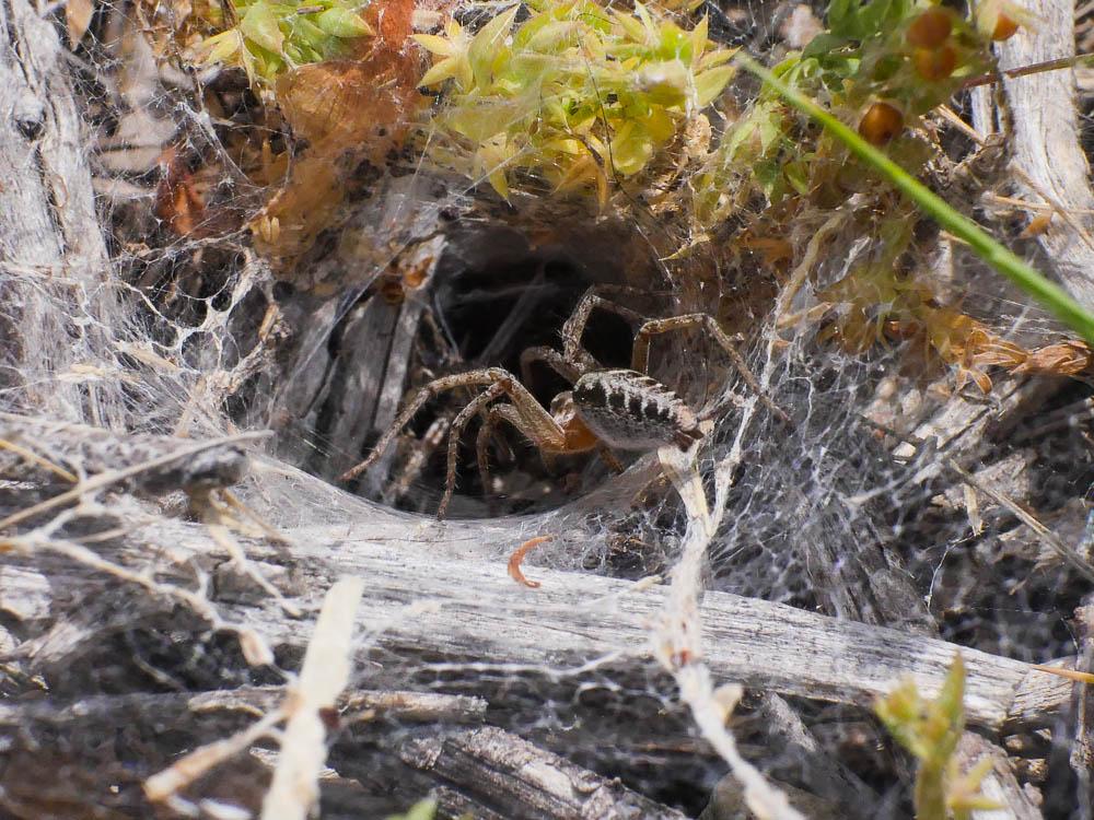 Agélène à labyrinthe Agelena labyrinthica (Clerck, 1758)