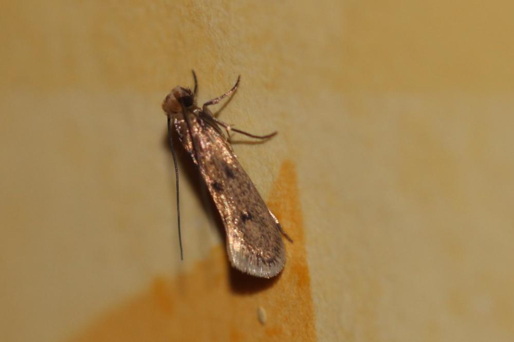  Tinea Linnaeus, 1758