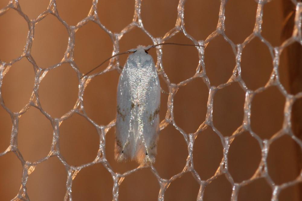 Pseudopostega crepusculella (Zeller, 1839)