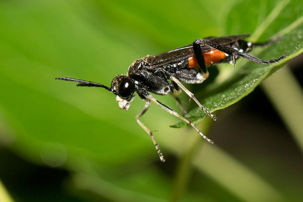 Macrophya militaris (Klug, 1817)