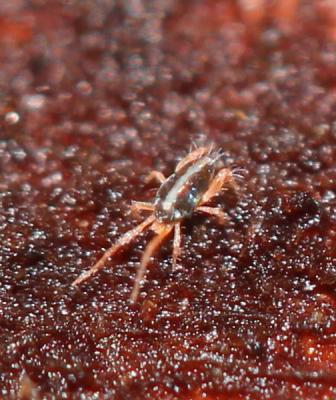  Linopodes