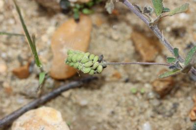 Luzerne lupuline, Minette Medicago lupulina L., 1753